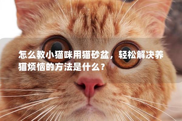 怎么教小猫咪用猫砂盆，轻松解决养猫烦恼的方法是什么？