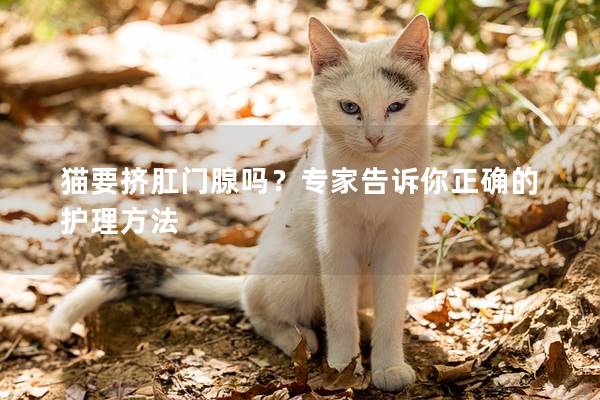 猫要挤肛门腺吗？专家告诉你正确的护理方法