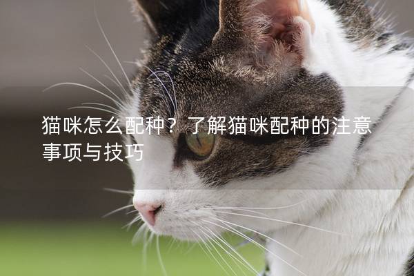 猫咪怎么配种？了解猫咪配种的注意事项与技巧