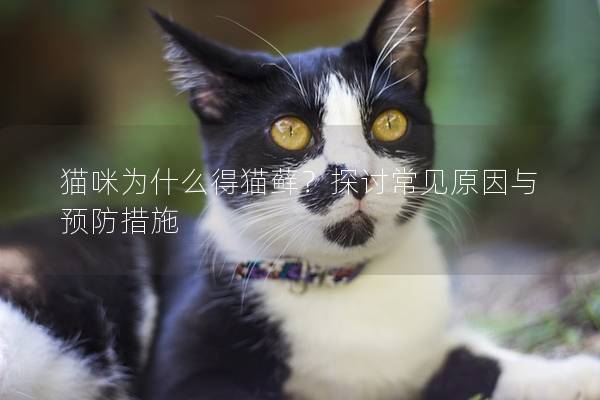 猫咪为什么得猫藓？探讨常见原因与预防措施