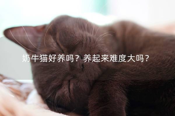 奶牛猫好养吗？养起来难度大吗？