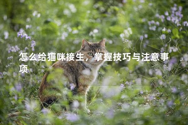 怎么给猫咪接生，掌握技巧与注意事项