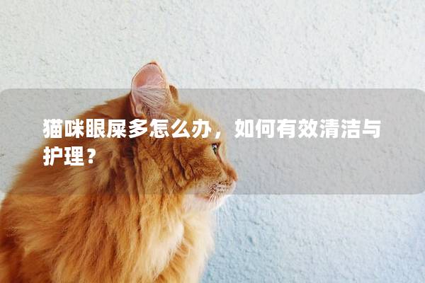 猫咪眼屎多怎么办，如何有效清洁与护理？