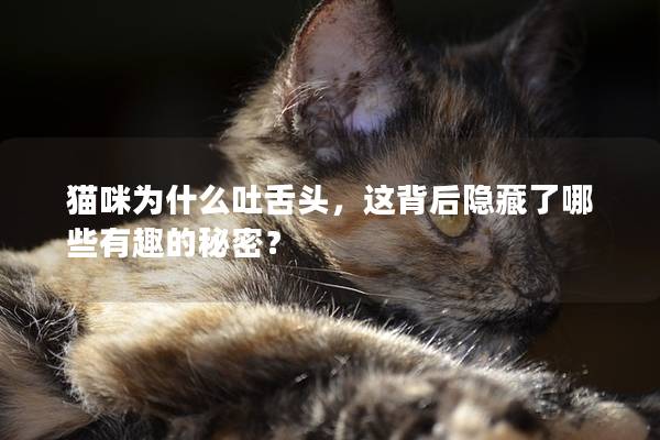 猫咪为什么吐舌头，这背后隐藏了哪些有趣的秘密？