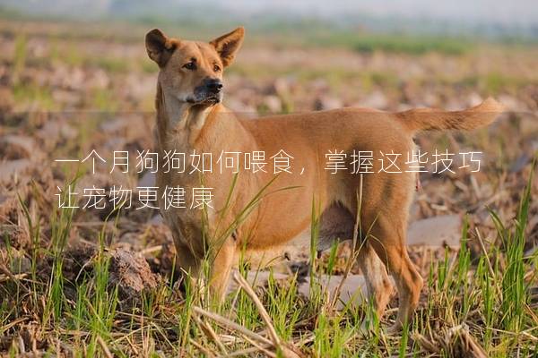 一个月狗狗如何喂食，掌握这些技巧让宠物更健康