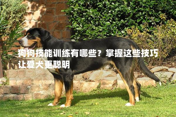 狗狗技能训练有哪些？掌握这些技巧让爱犬更聪明