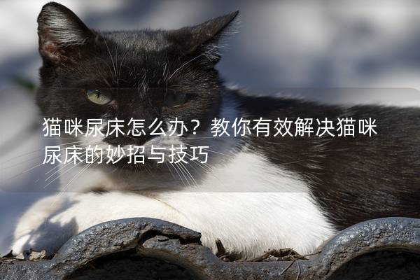 猫咪尿床怎么办？教你有效解决猫咪尿床的妙招与技巧