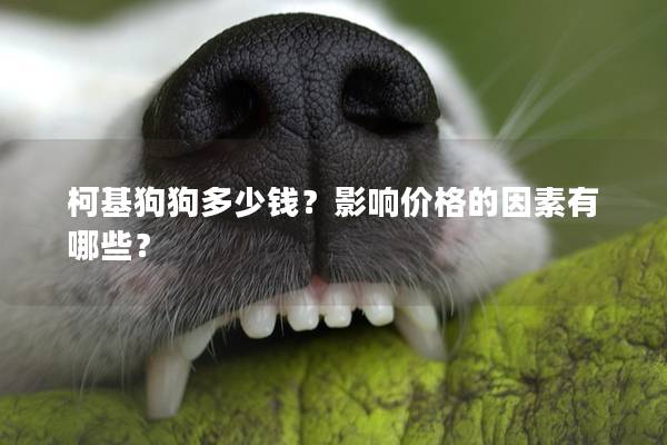 柯基狗狗多少钱？影响价格的因素有哪些？