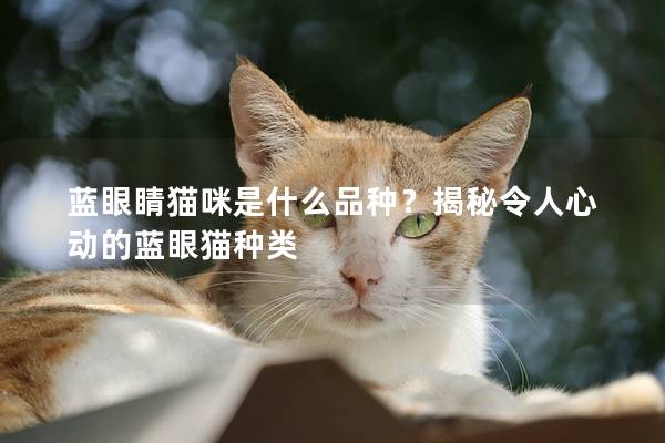 蓝眼睛猫咪是什么品种？揭秘令人心动的蓝眼猫种类