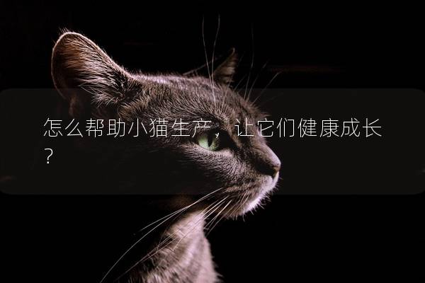 怎么帮助小猫生产，让它们健康成长？