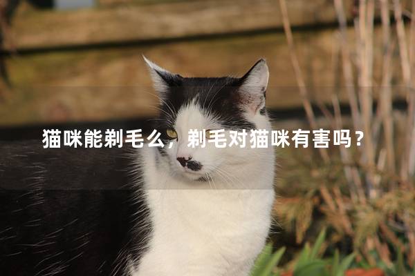 猫咪能剃毛么，剃毛对猫咪有害吗？