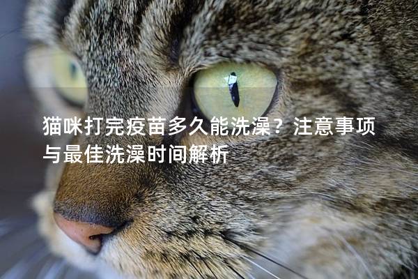 猫咪打完疫苗多久能洗澡？注意事项与最佳洗澡时间解析