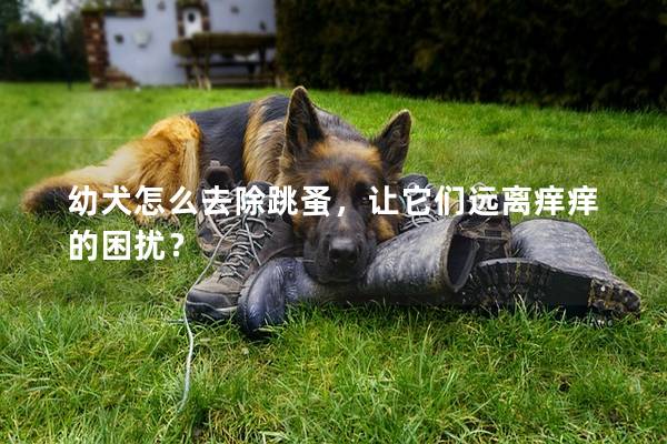 幼犬怎么去除跳蚤，让它们远离痒痒的困扰？