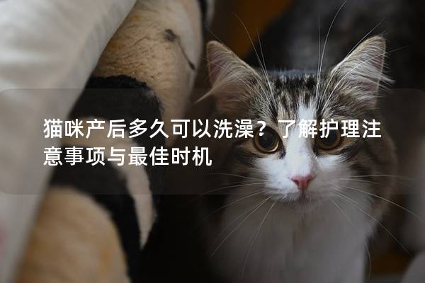 猫咪产后多久可以洗澡？了解护理注意事项与最佳时机