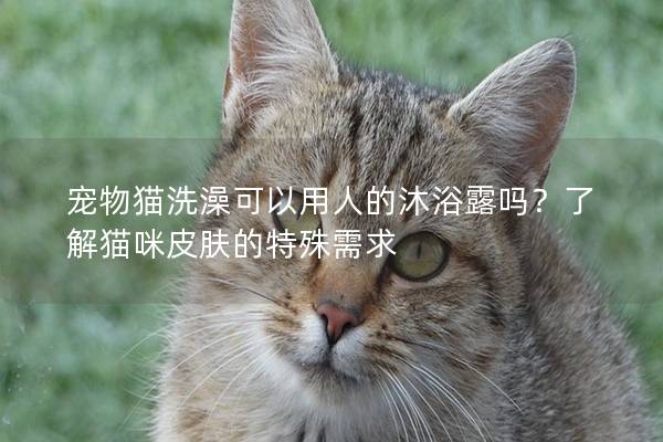 宠物猫洗澡可以用人的沐浴露吗？了解猫咪皮肤的特殊需求