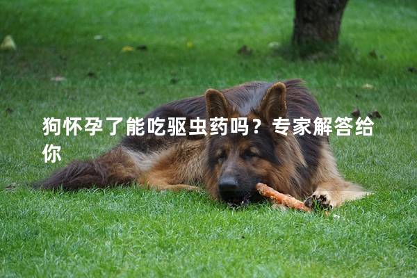 狗怀孕了能吃驱虫药吗？专家解答给你