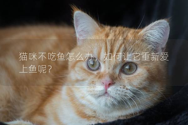 猫咪不吃鱼怎么办，如何让它重新爱上鱼呢？