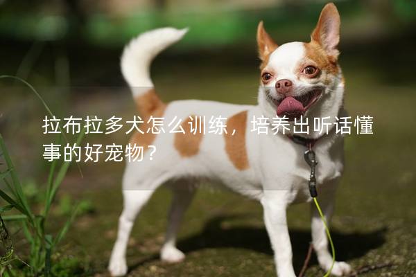 拉布拉多犬怎么训练，培养出听话懂事的好宠物？