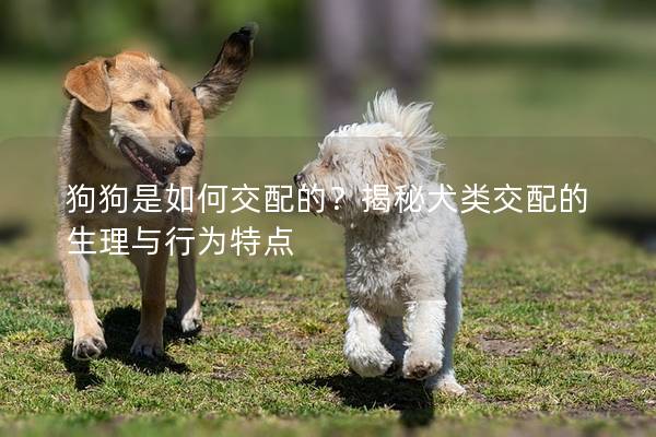 狗狗是如何交配的？揭秘犬类交配的生理与行为特点