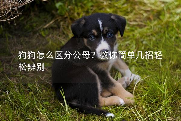 狗狗怎么区分公母？教你简单几招轻松辨别