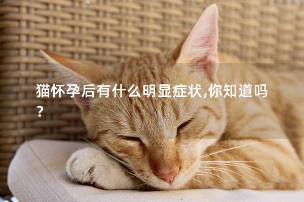 猫怀孕后有什么明显症状,你知道吗？