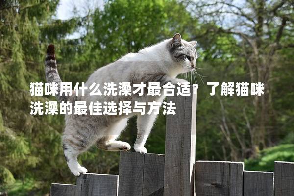 猫咪用什么洗澡才最合适？了解猫咪洗澡的最佳选择与方法