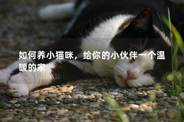 如何养小猫咪，给你的小伙伴一个温暖的家