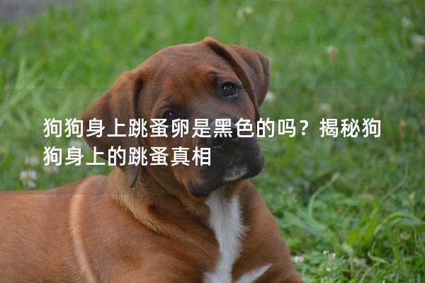 狗狗身上跳蚤卵是黑色的吗？揭秘狗狗身上的跳蚤真相