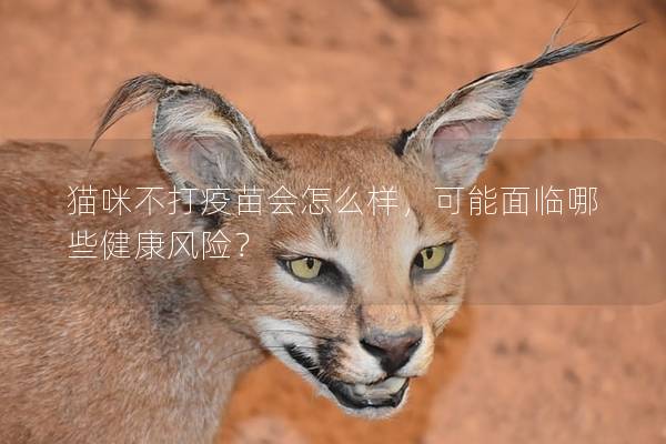 猫咪不打疫苗会怎么样，可能面临哪些健康风险？