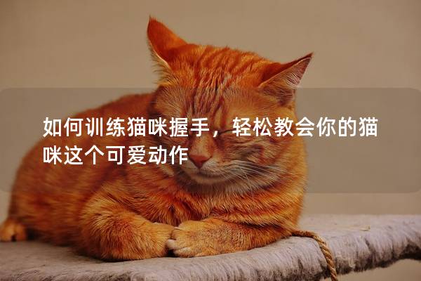 如何训练猫咪握手，轻松教会你的猫咪这个可爱动作