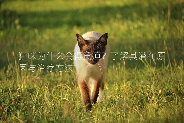 猫咪为什么会得黄疸？了解其潜在原因与治疗方法