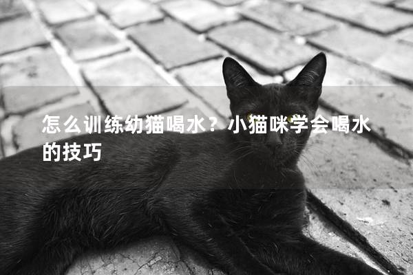 怎么训练幼猫喝水？小猫咪学会喝水的技巧