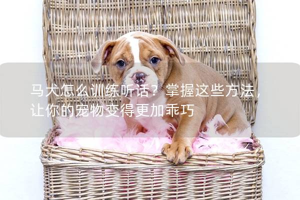 马犬怎么训练听话？掌握这些方法，让你的宠物变得更加乖巧