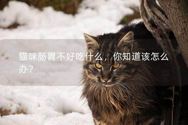 猫咪肠胃不好吃什么，你知道该怎么办？