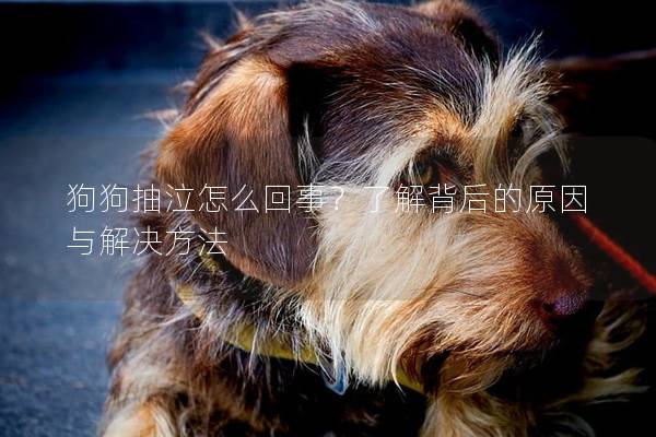 狗狗抽泣怎么回事？了解背后的原因与解决方法