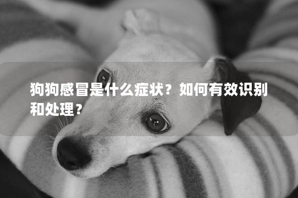 狗狗感冒是什么症状？如何有效识别和处理？