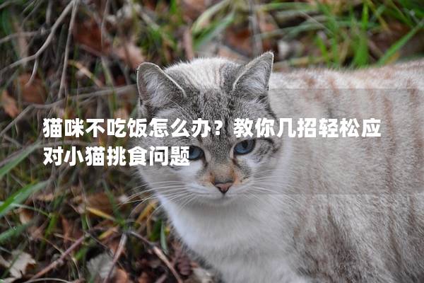 猫咪不吃饭怎么办？教你几招轻松应对小猫挑食问题