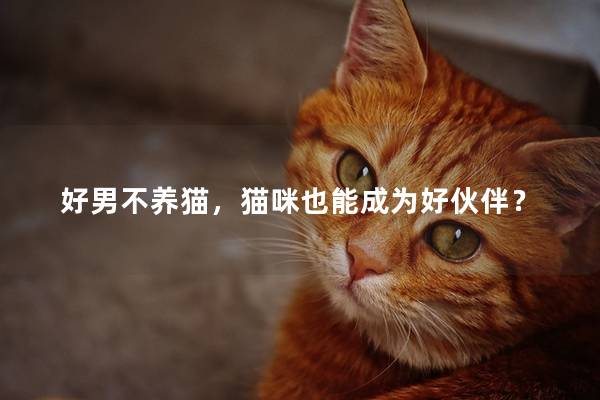 好男不养猫，猫咪也能成为好伙伴？