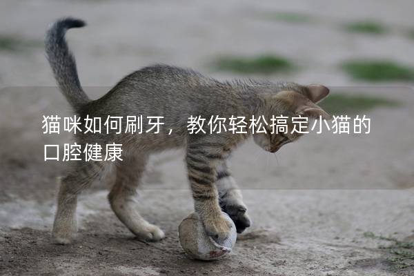 猫咪如何刷牙，教你轻松搞定小猫的口腔健康