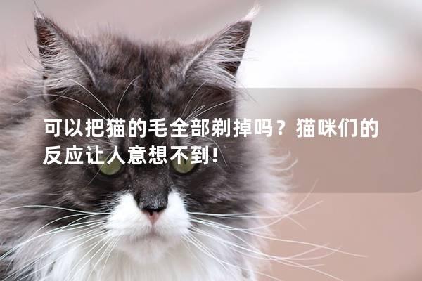 可以把猫的毛全部剃掉吗？猫咪们的反应让人意想不到!