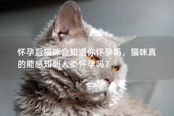 怀孕后猫咪会知道你怀孕吗，猫咪真的能感知到人类怀孕吗？