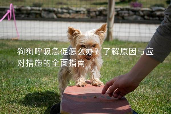 狗狗呼吸急促怎么办？了解原因与应对措施的全面指南