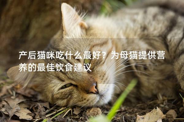 产后猫咪吃什么最好？为母猫提供营养的最佳饮食建议