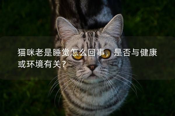 猫咪老是睡觉怎么回事，是否与健康或环境有关？