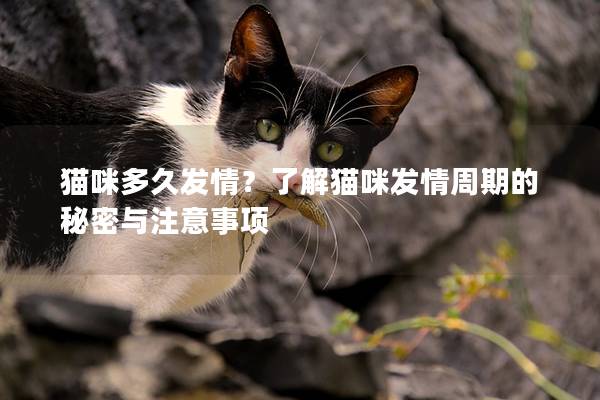 猫咪多久发情？了解猫咪发情周期的秘密与注意事项