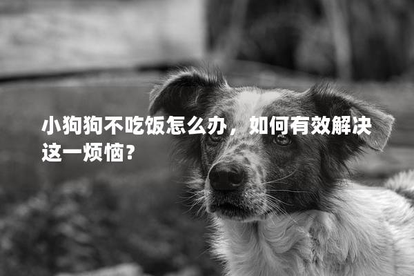 小狗狗不吃饭怎么办，如何有效解决这一烦恼？