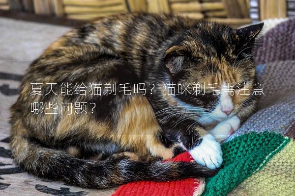 夏天能给猫剃毛吗？猫咪剃毛需注意哪些问题？