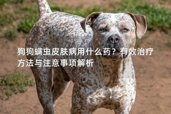 狗狗螨虫皮肤病用什么药？有效治疗方法与注意事项解析