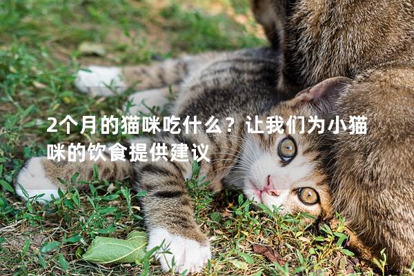 2个月的猫咪吃什么？让我们为小猫咪的饮食提供建议