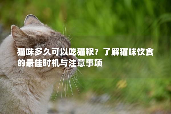 猫咪多久可以吃猫粮？了解猫咪饮食的最佳时机与注意事项